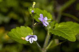 Image of Wood speedwell