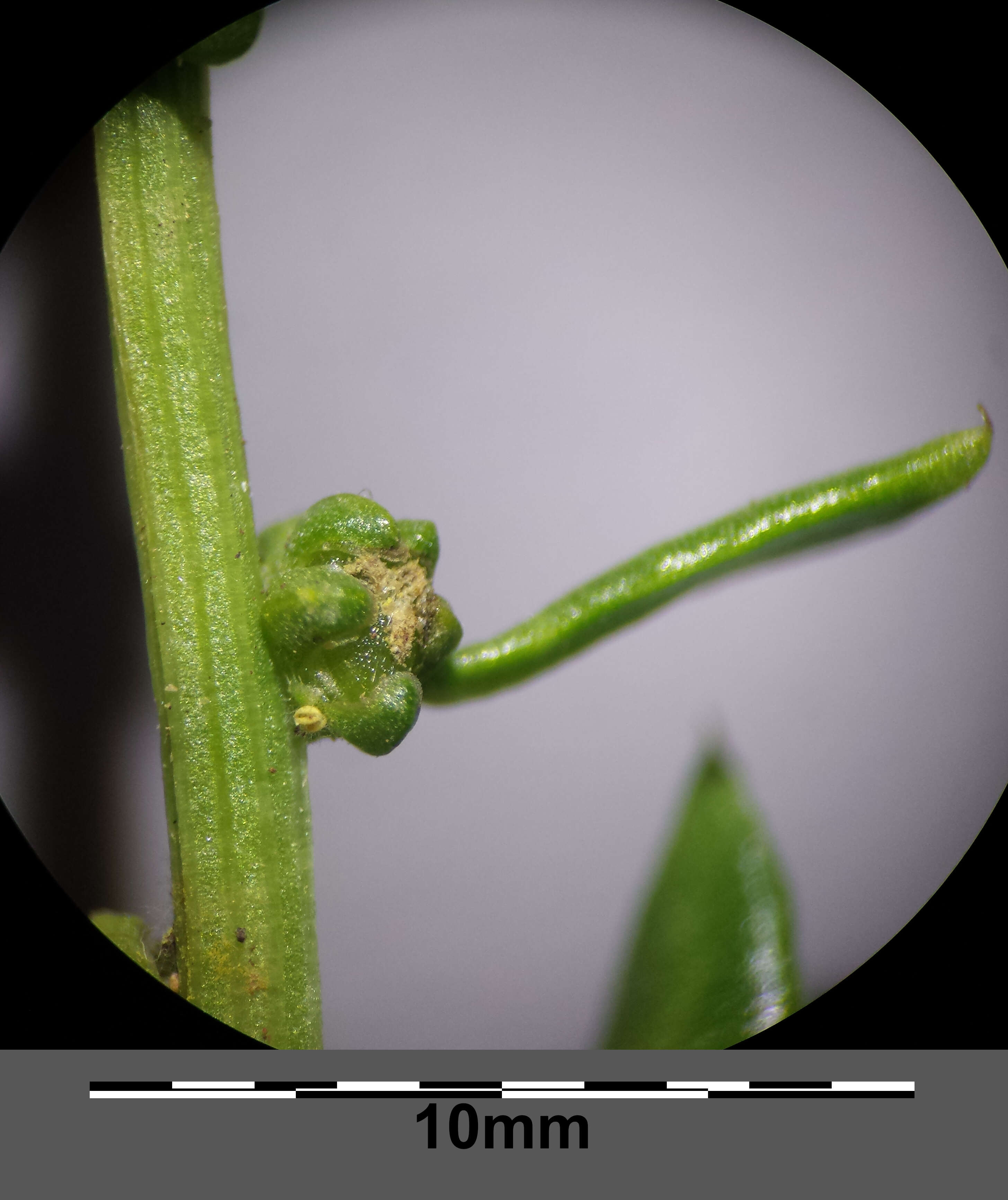 Image of sea beet