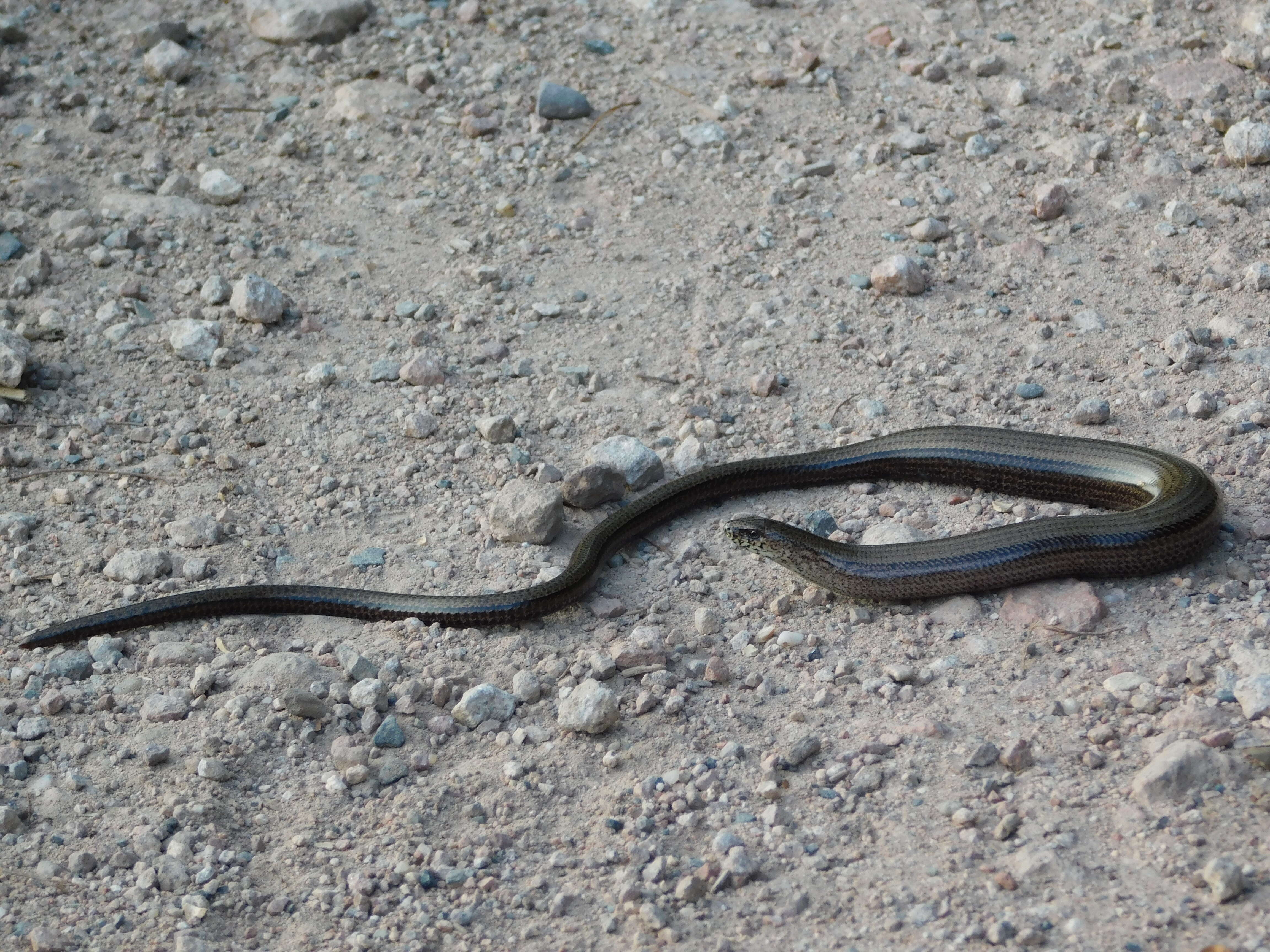 Image of Slow worm