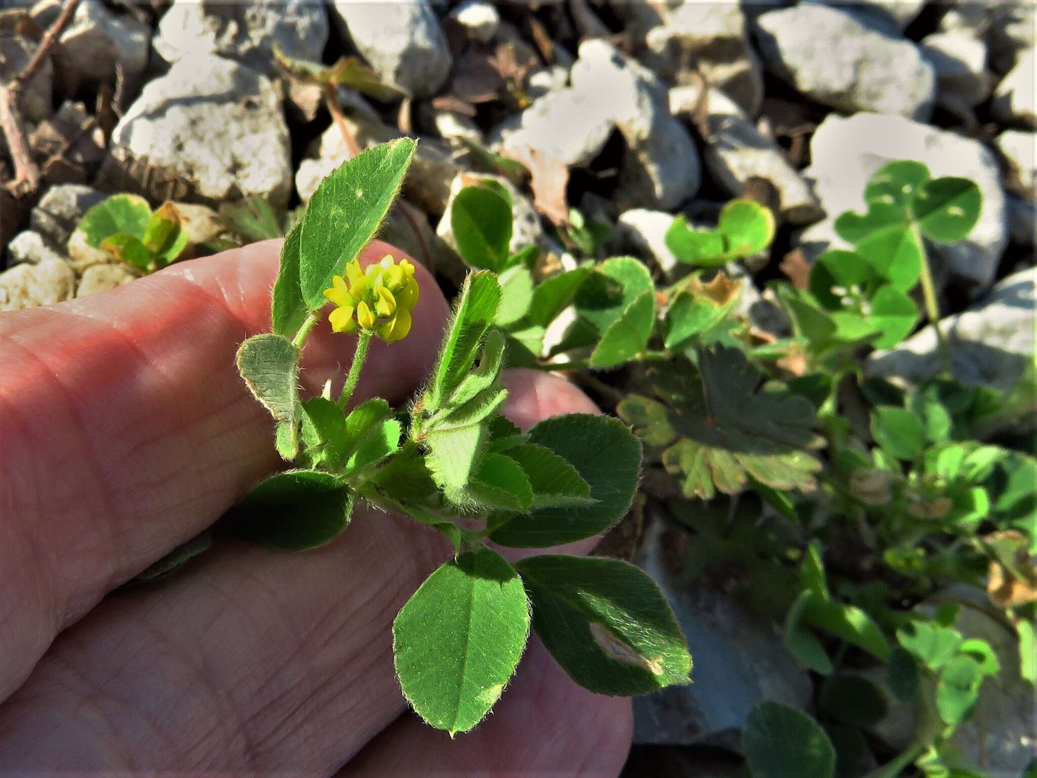 Image of black medick