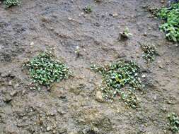 Image of eight-stamened waterwort