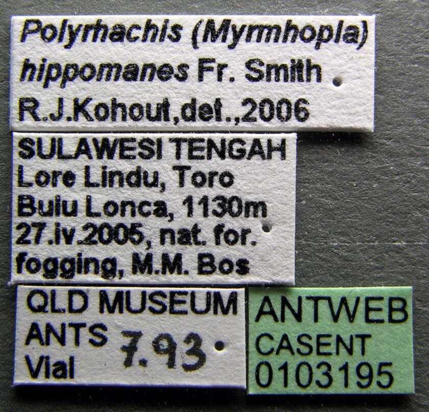 Image de Polyrhachis hippomanes Smith 1861