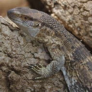 Image of White-throated monitor