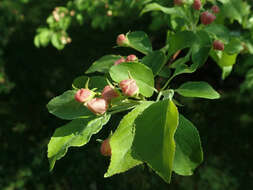 Image of Manchurian crab apple