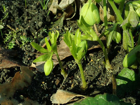 Image of Helleborus odorus subsp. cyclophyllus (A. Braun) Strid