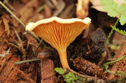 Imagem de Hygrophoropsis aurantiaca (Wulfen) Maire 1921