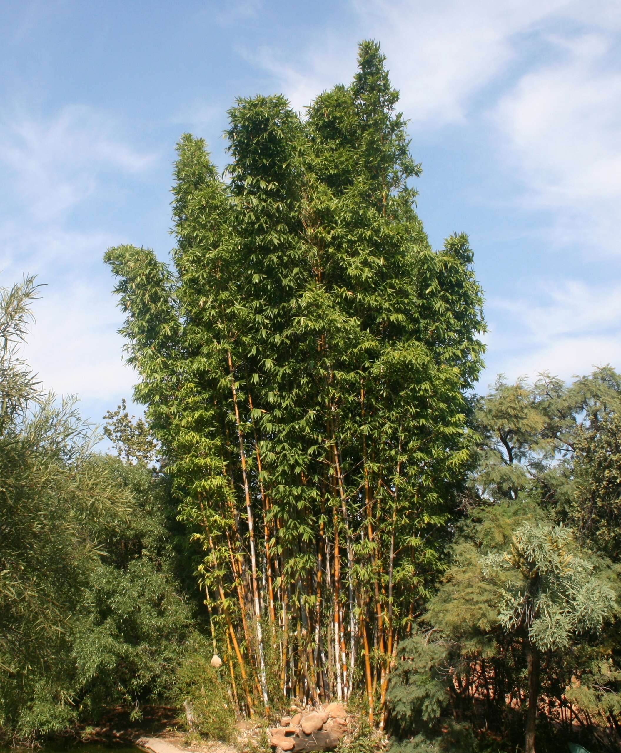 Image of running giant bamboo