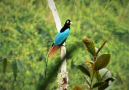 Image of Blue Bird-of-Paradise