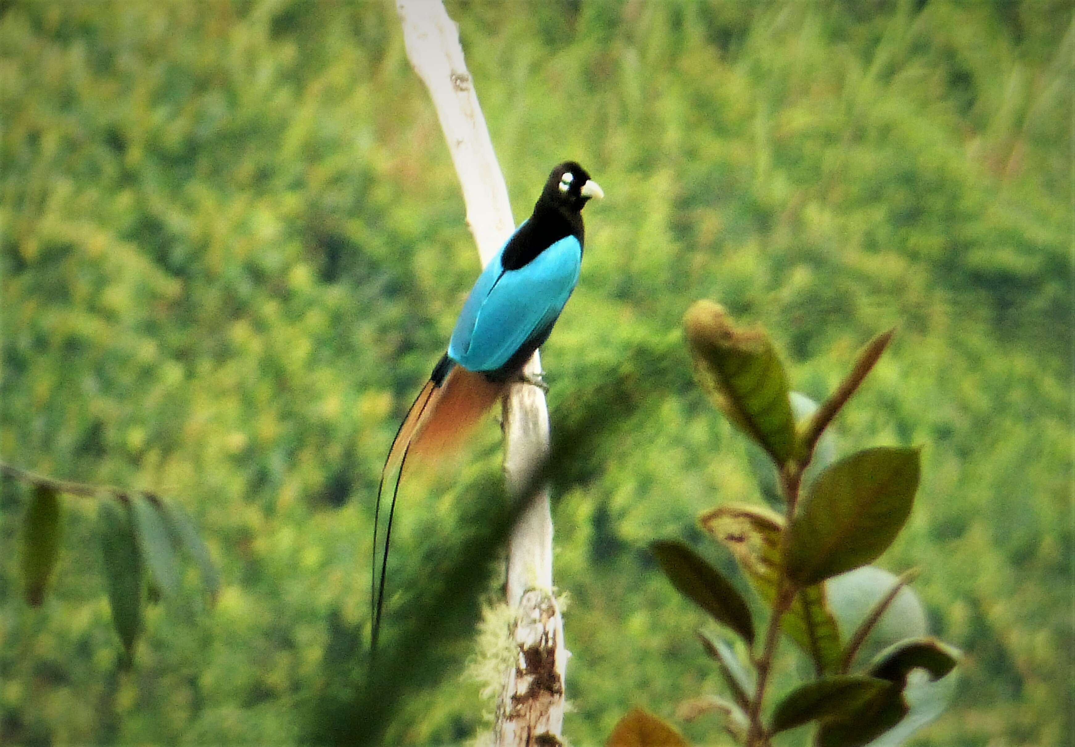 Image of Blue Bird-of-Paradise