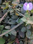 Image of spurred butterfly pea