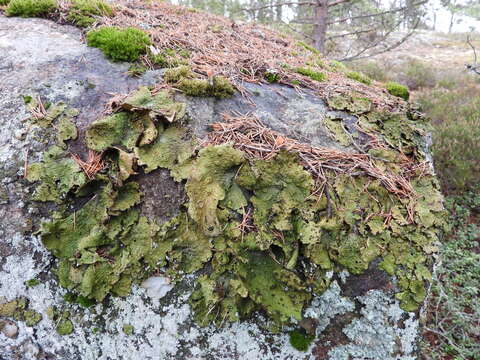 Image of blistered navel lichen