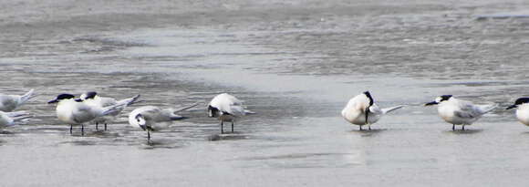 Image of Sandwich Tern