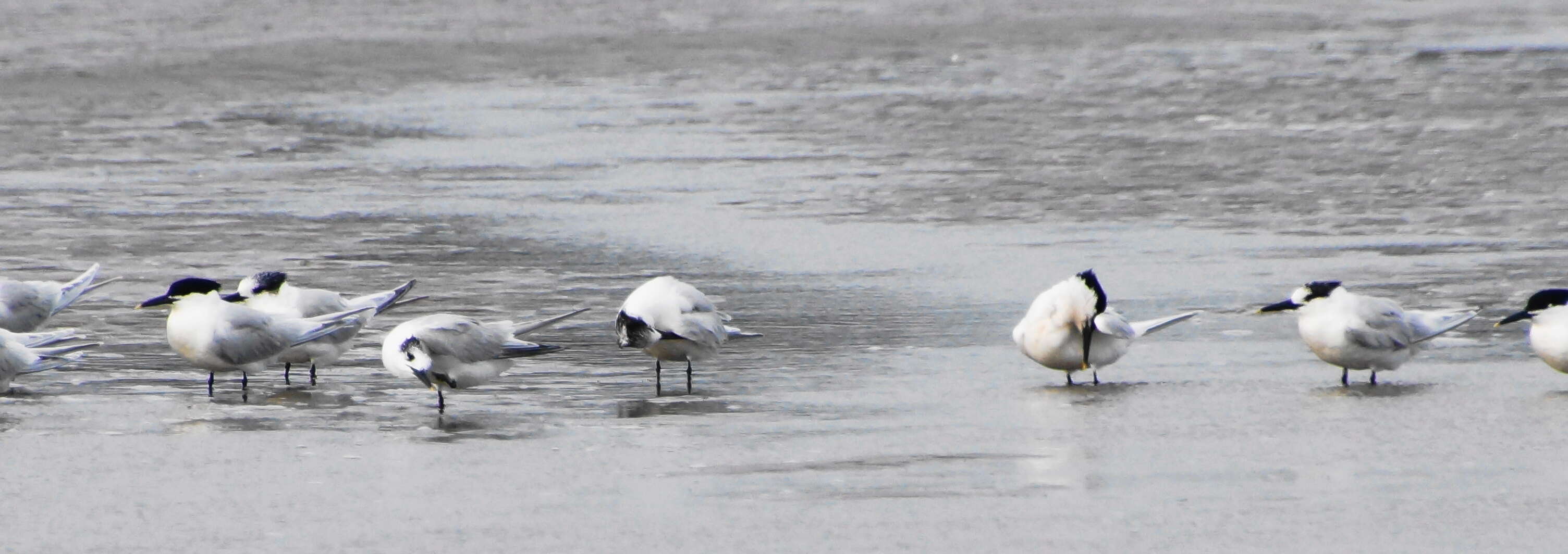 Image of Sandwich Tern