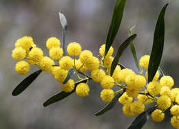 Image of orange wattle