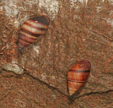 Imagem de <i>Bulimulus guadalupensis</i>