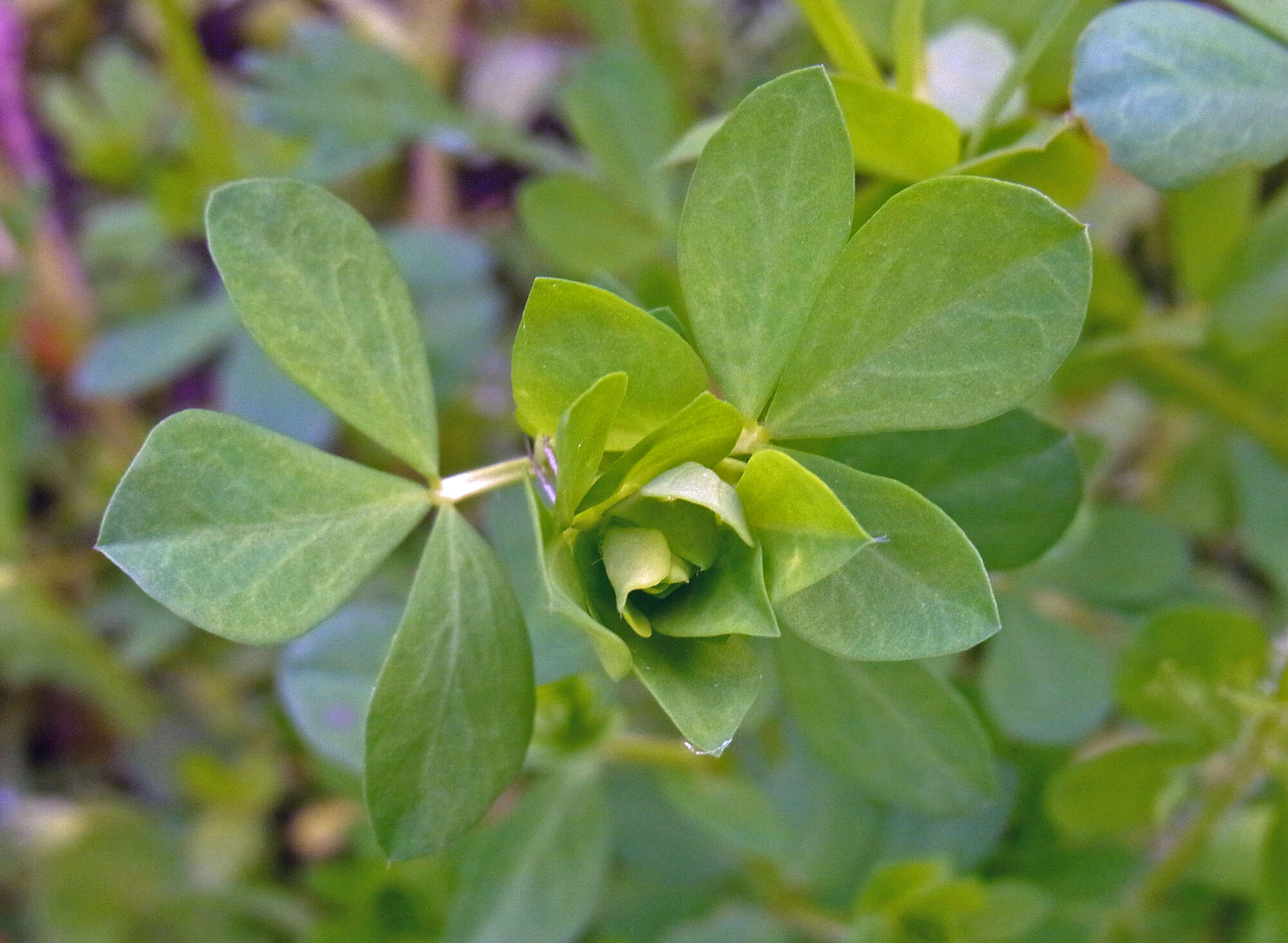 Image of Common Bird's-foot-trefoil