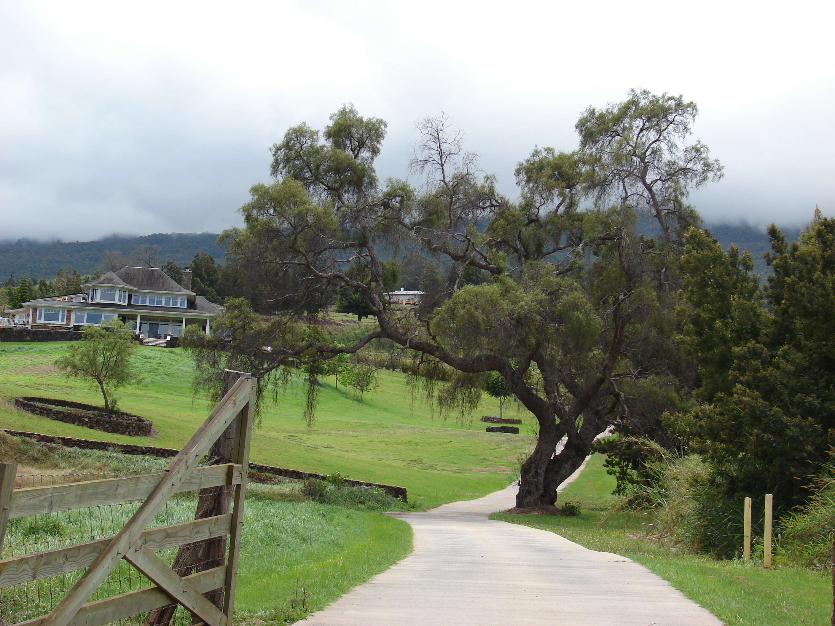 Image of Peruvian peppertree