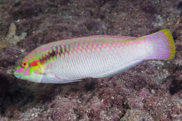 Image of Brownbanded wrasse