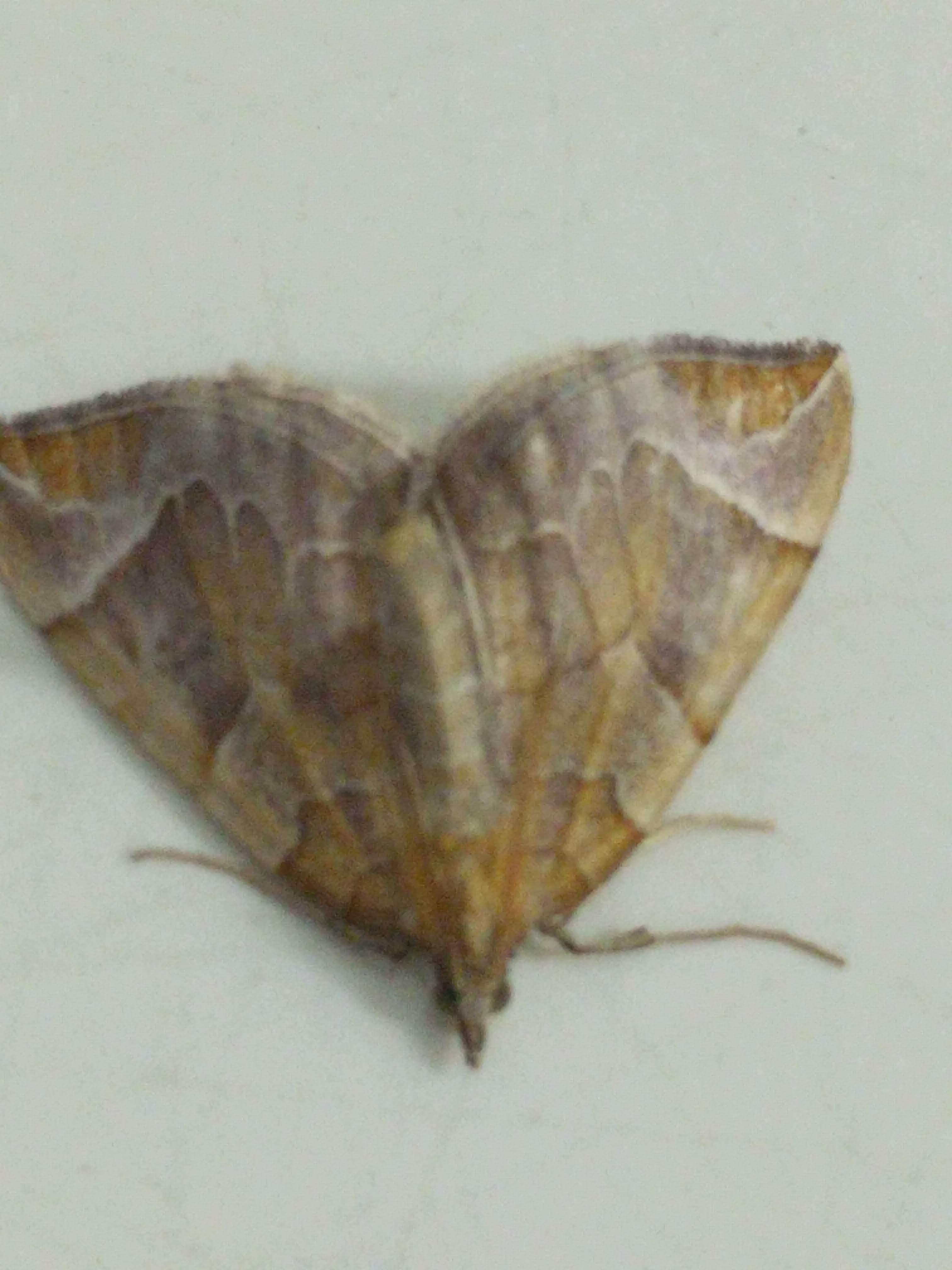 Image of Chevron Moth