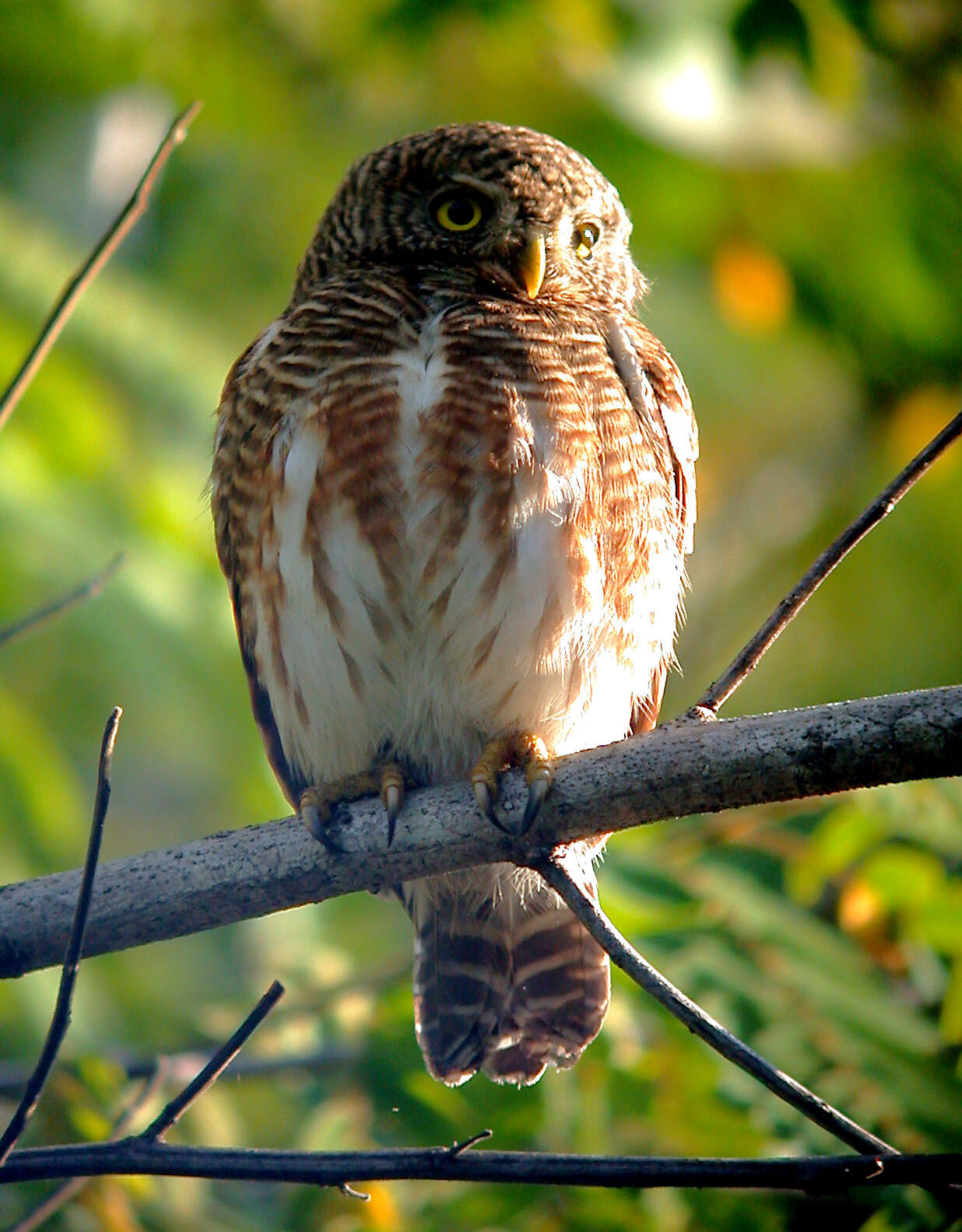 Image of Asian Barred Owlet