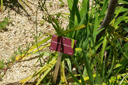 Image of Arthropodium milleflorum (Redouté) J. F. Macbr.