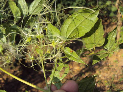 Imagem de Clematis javana DC.