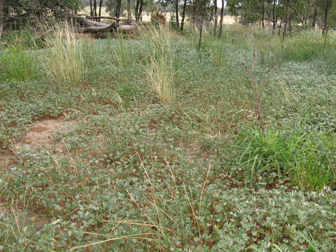 Imagem de Marsilea drummondii A. Br.