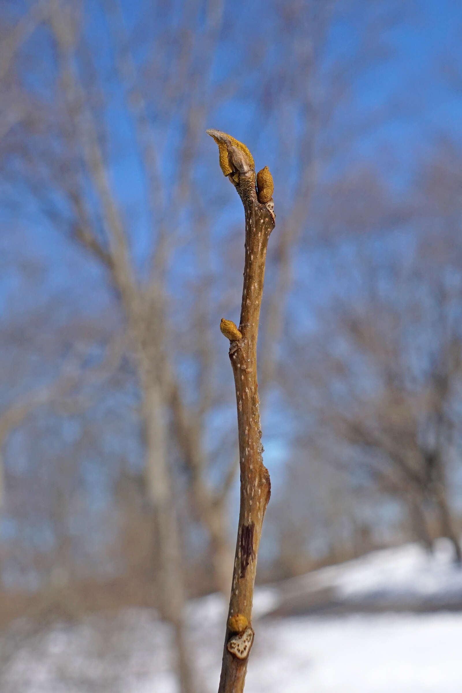 Image of bitternut hickory