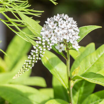 Image of gooseneck yellow loosestrife