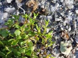 Image of water pygmyweed