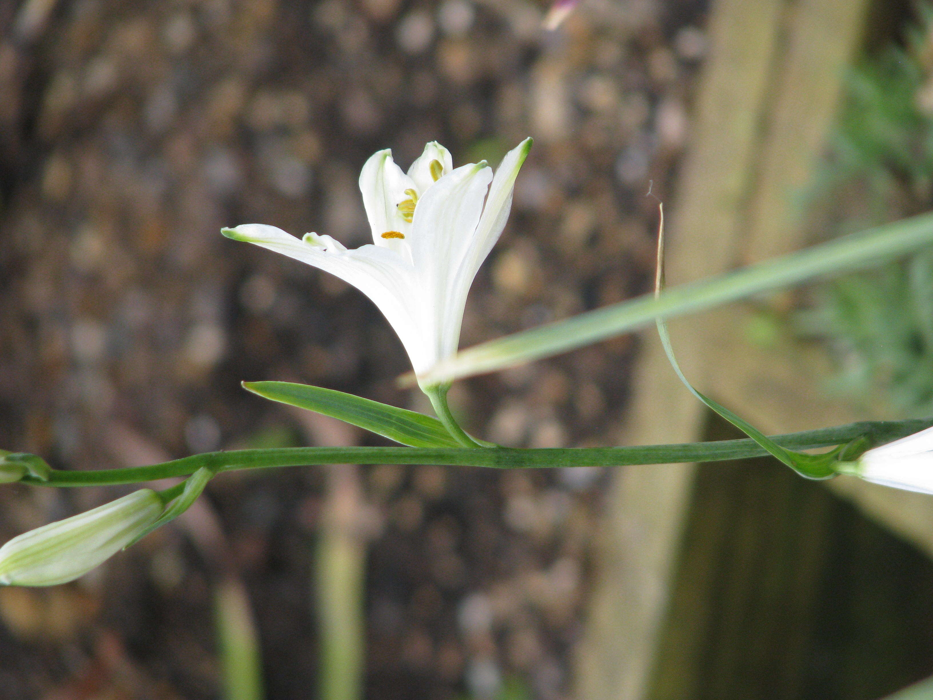 Image of St. Bruno's Lily