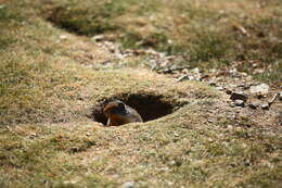 Image of Columbian ground squirrel