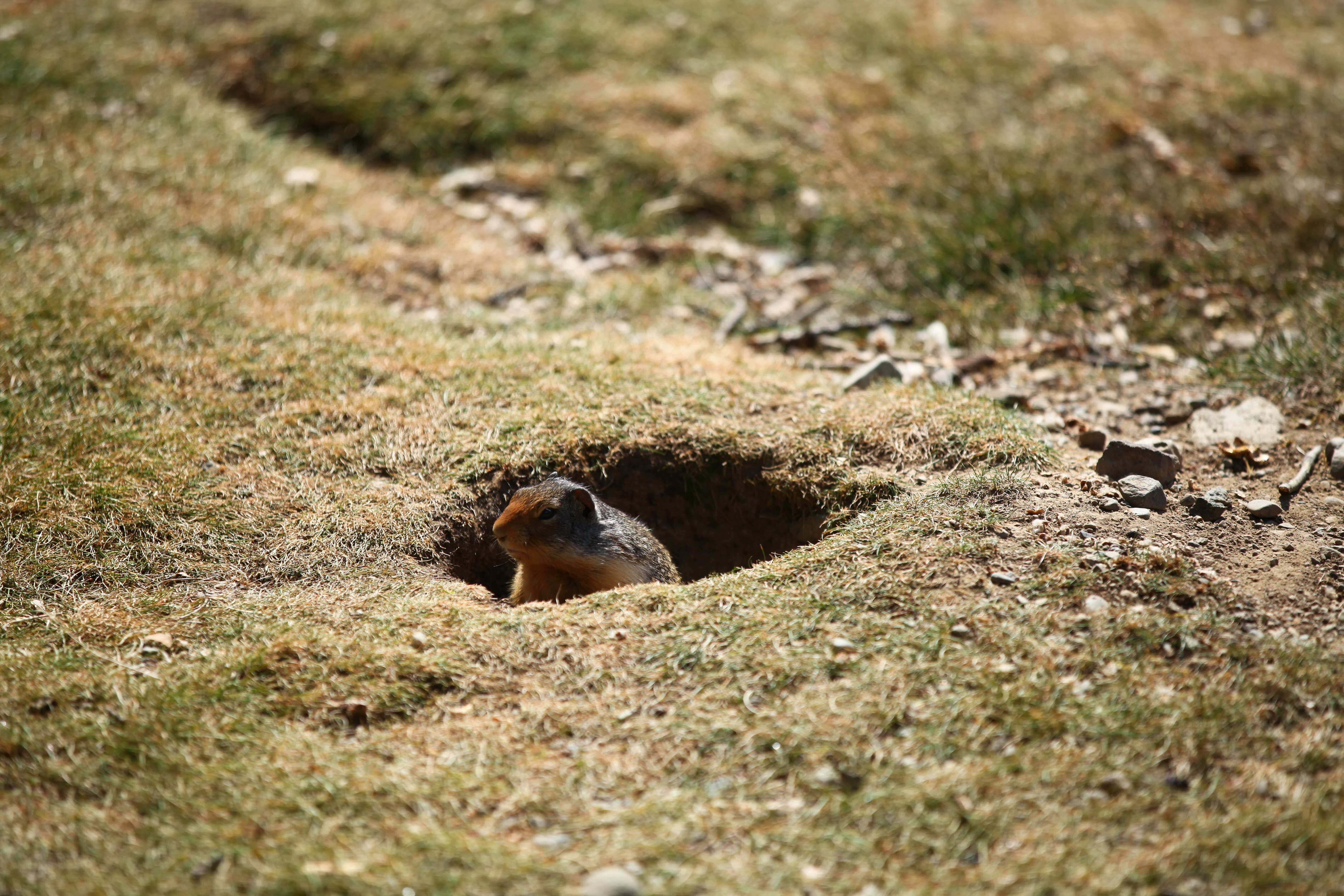 Image of Columbian ground squirrel