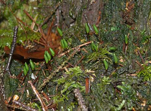 Image of Green shield moss