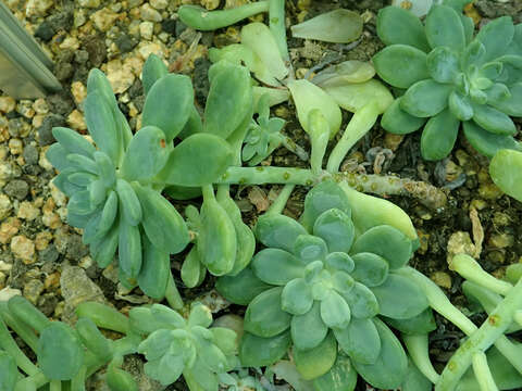 Image de Sedum clavatum R. T. Clausen