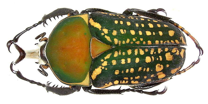 Image of Mecynorhina (Megalorhina) harrisii (Westwood 1847)