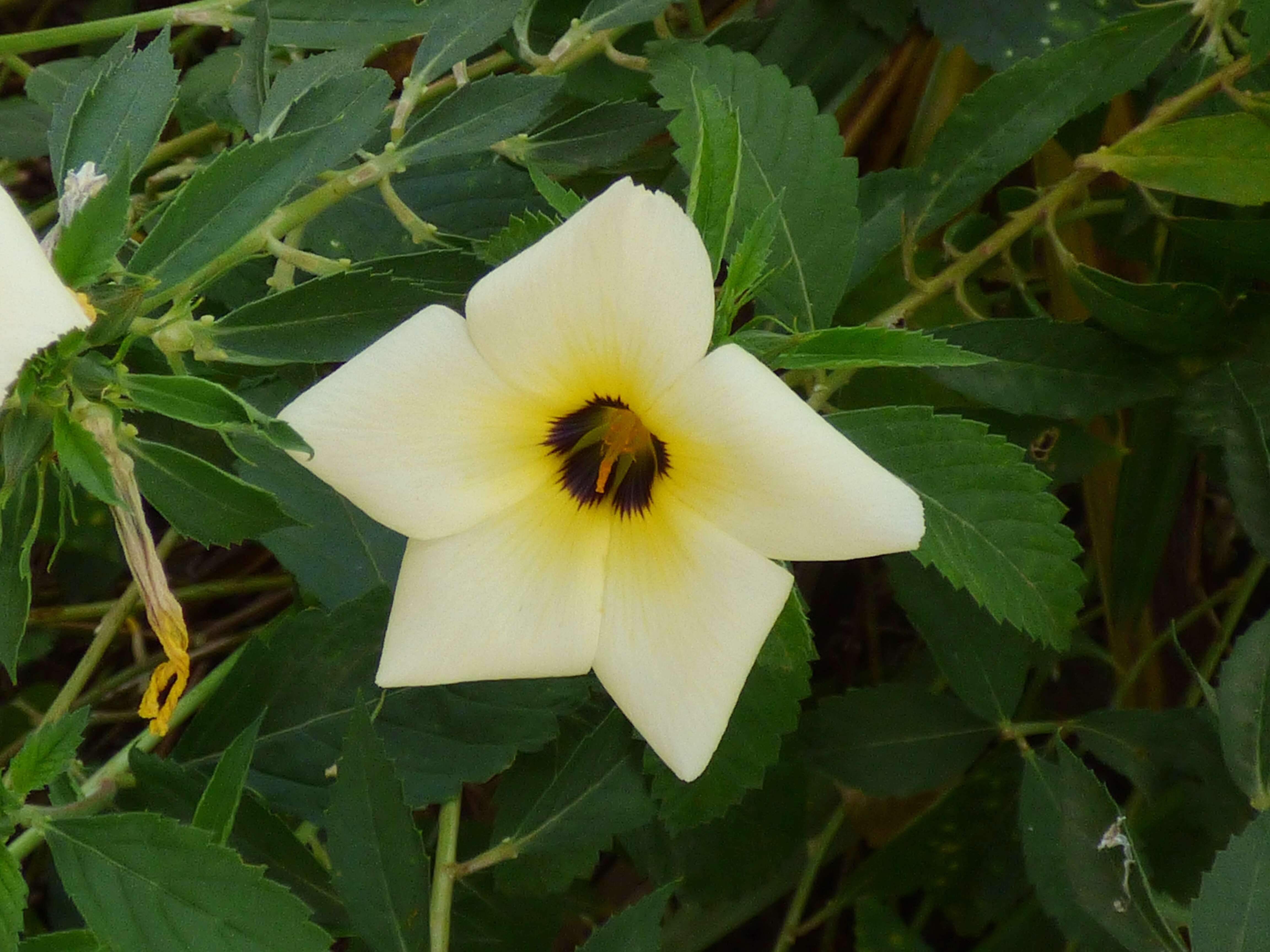 Image of Politician's Flower