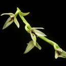 Image of Bulbophyllum tripetalum Lindl.
