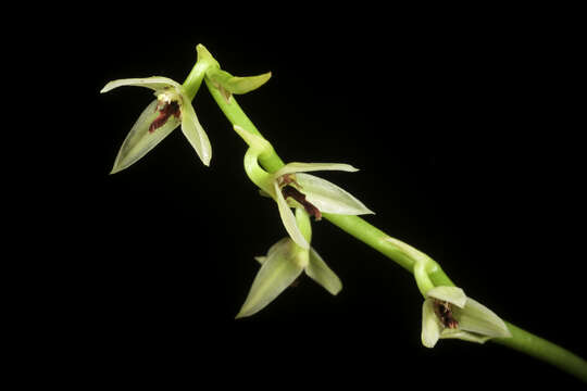 Image of Bulbophyllum tripetalum Lindl.