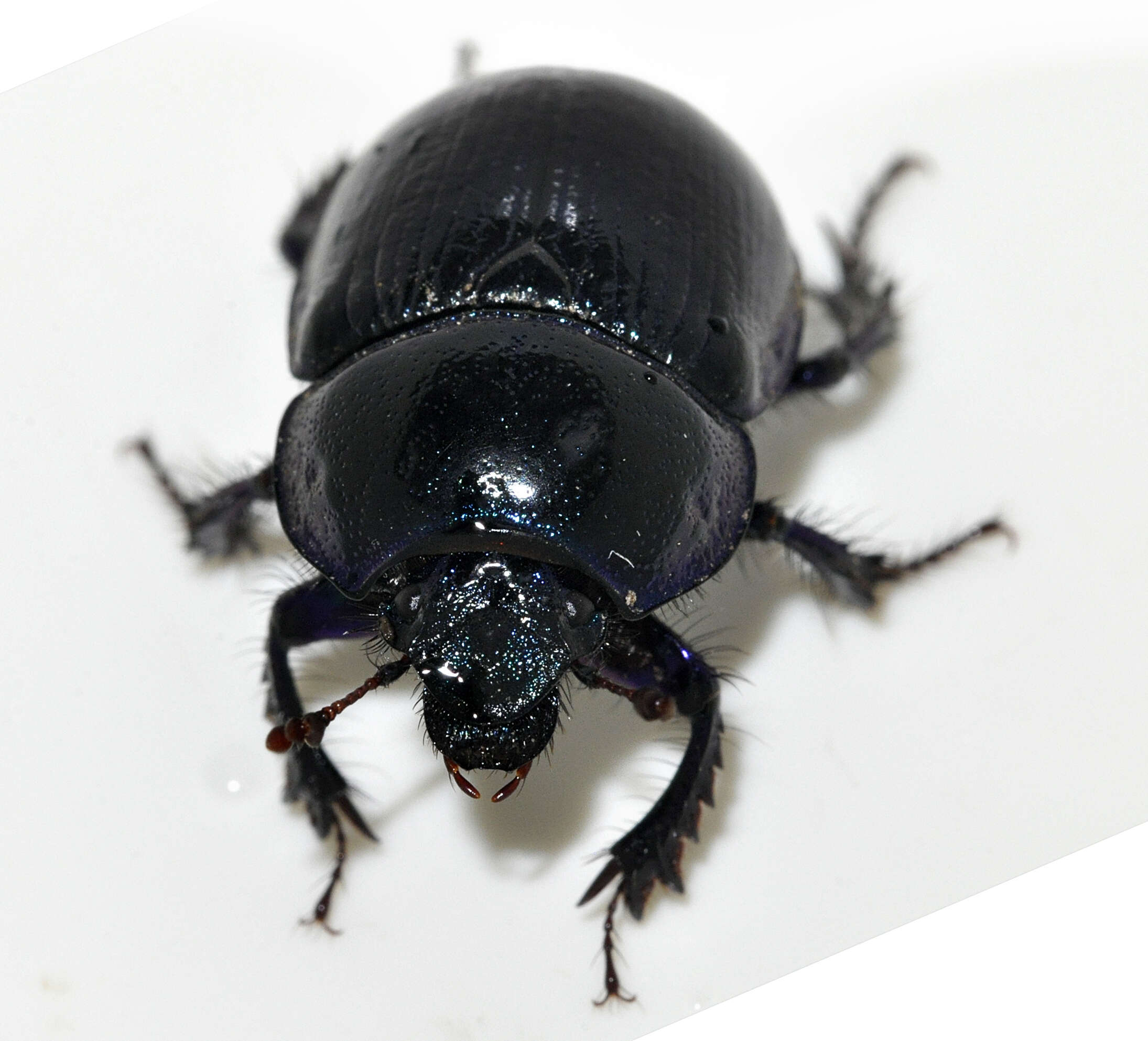 Image of Anoplotrupes