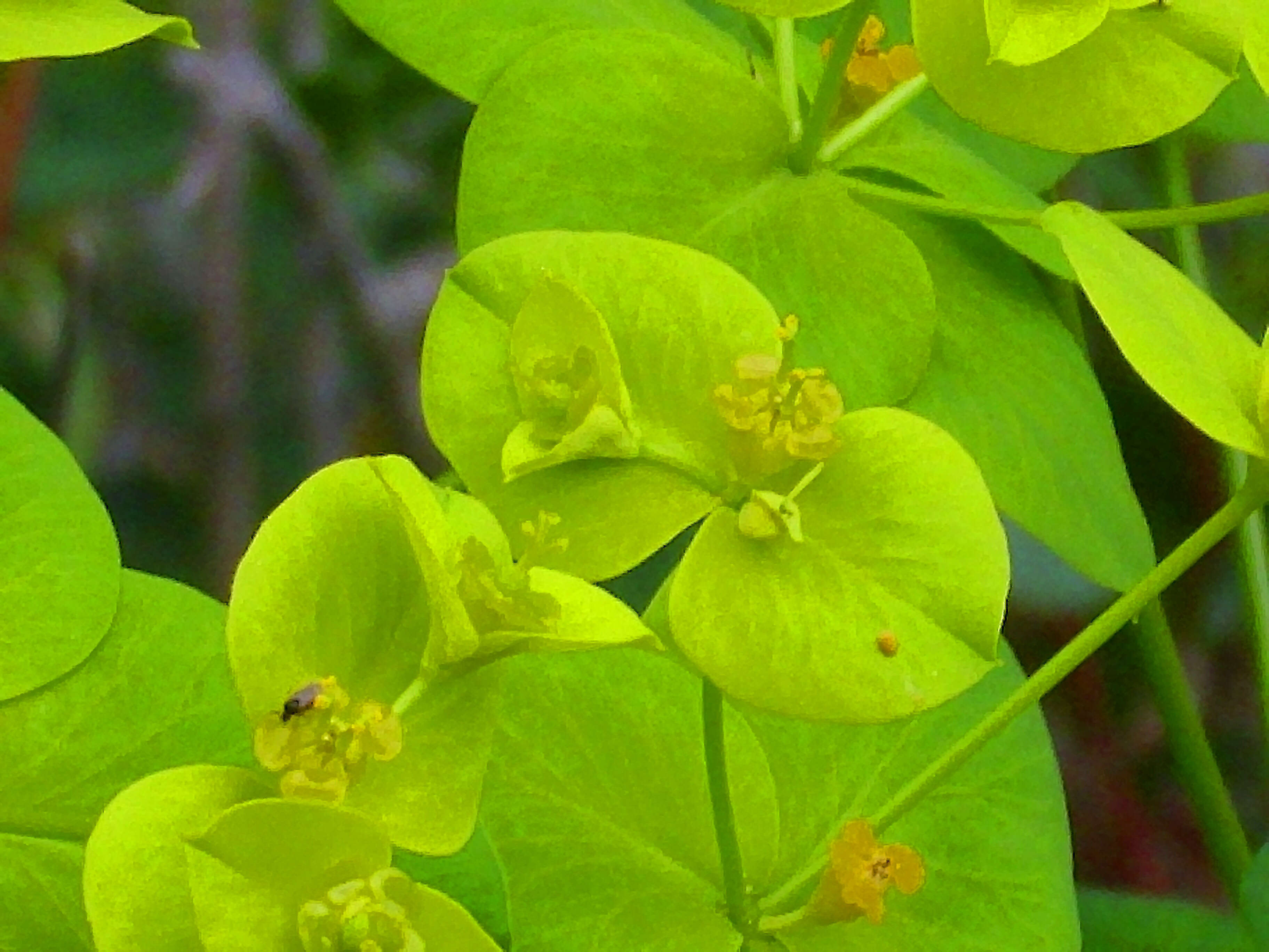 Image of Euphorbia paniculata Desf.