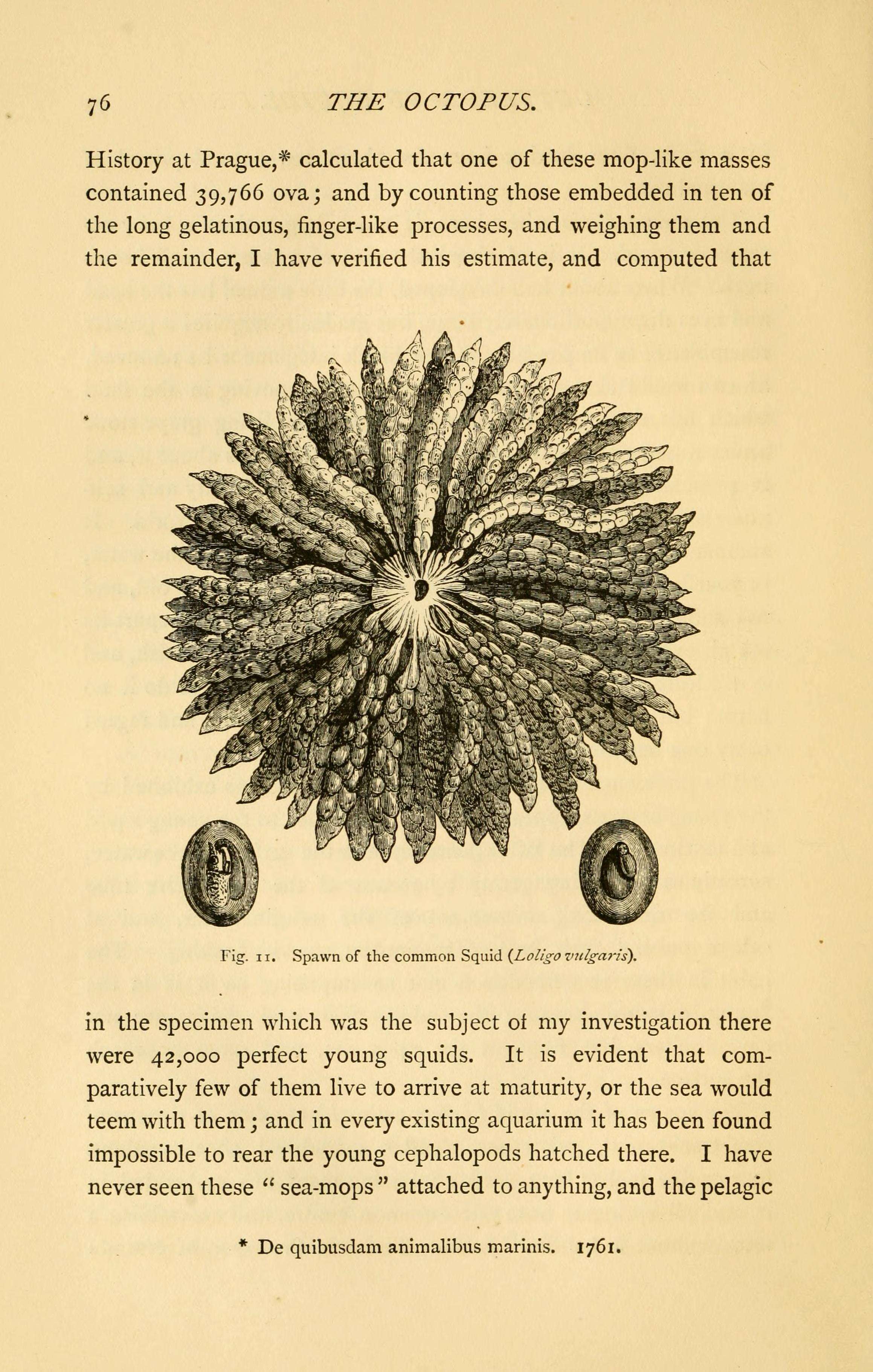 Image of European squid