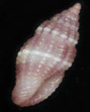 Image of Hemilienardia goubini (Hervier 1896)