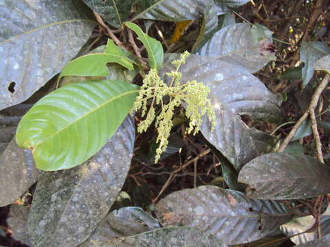 Image of Meliosma simplicifolia (Roxb.) Walp.