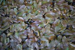 Image of Broad-leaved Pondweed