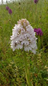 صورة Anacamptis pyramidalis (L.) Rich.