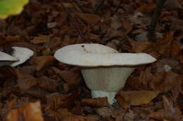 Image of fleecy milk-cap