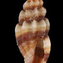Image of Pyrgocythara cinctella (L. Pfeiffer 1840)
