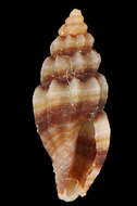 Image de Pyrgocythara cinctella (L. Pfeiffer 1840)