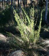 Image of Mauve freylinia